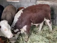 Породистые бычки на мясо, на племя 8-12 месяцев