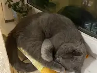 Продам кота Британца, фотография 2