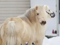 Продажа пони. Пони-ферма., фотография 3