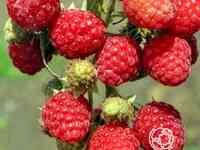 Малина Зоренька Алтая