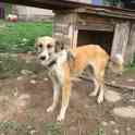 Собаки из приюта  свет надежды, фотография 5