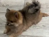 Продам щенят, померанский шпиц с вет.паспортом, фотография 2