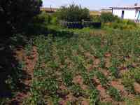 Крестьянское хозяйство, Карагандинская область, Осакаровский район, сАманконыр (с Дальнее), фотография 5