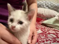 Отдам котят в хорошие руки, фотография 7