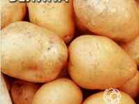 Семена Картофель Велина