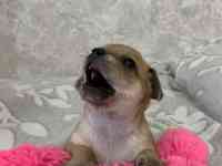 Чистопородные щенки чихуахуа, фотография 8