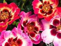 Роза блашин бэбилон айз, интерплант