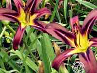 Лилейник-спайдер Блэк Эрроухэд