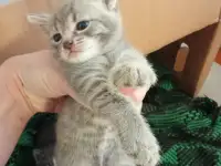 Отдам котят в добрые руки., фотография 3