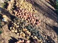 Продам дачу Темирязево 5 линия, фотография 7