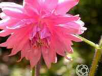 Аквилегия Роуз Барлоу