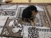 Продам, фотография 4