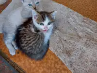 отдам котят в хорошие руки, фотография 2