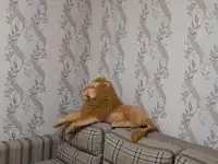 СРОЧНО ПРОДАЁТСЯ КВАРТИРА!!!, пр. Назарбаева 145, фотография 5