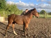 Продается полукровная донская кобылка, фотография 3