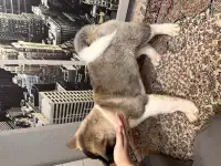 Американская Акита, фотография 4