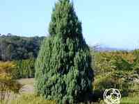 Можжевельник китайский Стрикта