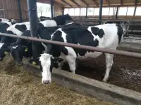 Телки Нетели племенные чистопородные, фотография 3