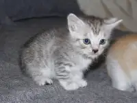 Котята в добрые руки, фотография 3