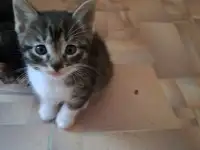 Отдаю домашних котят, фотография 3