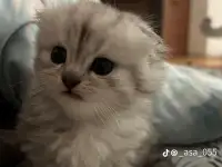 Шотландские чистокровные котята, котенок  редкие окрасы, фотография 2