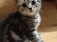 Продаются Шотландские котята, фотография 3