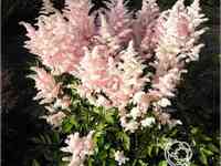 Астильба Юник Салмон