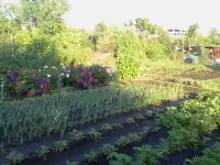 Садовый участок в ПСТ Локомотив в р-н рынка  Золотая чаша, фотография 5