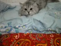 Шотландский прямоухий, фотография 6