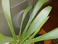 продам недорого комнатные цветы, цена по договорённости., фотография 4