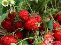 Семена Клубника Женева 10шт