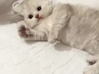 Шотландские чистокровные котята, котенок  редкие окрасы, фотография 6