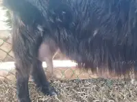 Продам козу молочной породы, фотография 2