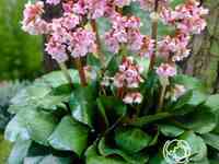 Бадан Беби Долл