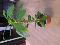 Комнатные декоративно-лиственные и цветущие растения, фотография 5