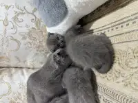 pavlenko100495icloud.com, фотография 3