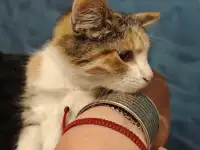 Отдам прекрасных котят в хорошие руки, фотография 4