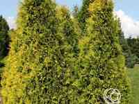 Туя западная еллоу риббон.