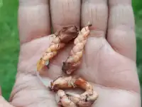 Цветок оксалис, фотография 3