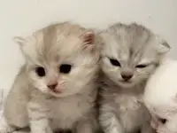 Шотландские чистокровные котята, котенок  редкие окрасы, фотография 5