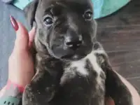 Щенки ПИТСТАФФ остались девочки, фотография 5