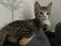 Бесплатно котята! Британец и бенгальская порода, фотография 5