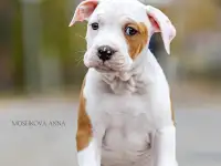 Американский стаффордширский терьер щенки продажа, фотография 10