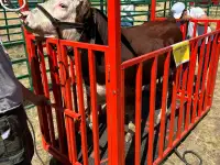 Автомобильные, платформенные, КРС весы, фотография 8