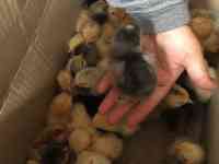 цыплята от домашних кур. балапан уйдін тауыктарынан, фотография 2