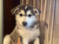 Хаска щенок 2 месяца девочка, фотография 2