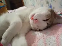 Ищем заботливых и любящих хозяев для Леопольда, фотография 2