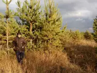 Озеленение и благоустройство территорий, фотография 2