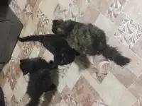 Хорошенькие котята, фотография 2