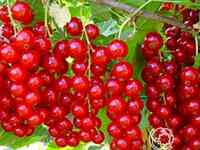 Смородина Сахарная